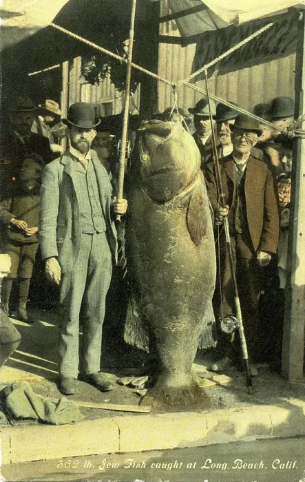 Framed Print : Two men with Pacific giant perch (Stereolepis gigas)