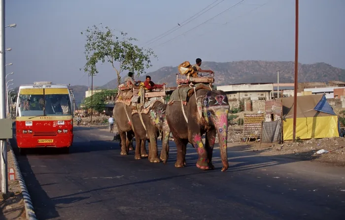 Framed Print : Men riding Asian Elephants on street Framed Print : Men riding Asian Elephants on street