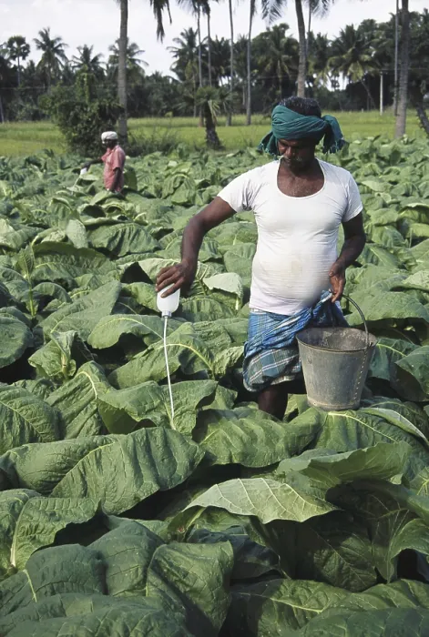 pesticides used in tobacco farming Organic Liquid Pesticide Agriculture Tobacco Farming, Farmers fertilizing