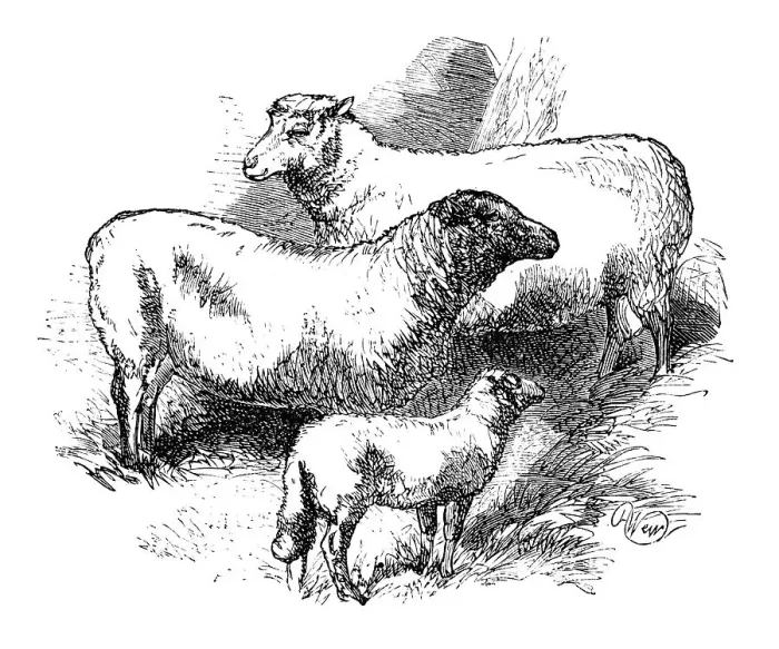 Framed Print : Merino sheep, historical illustration from: Marie Adenfeller