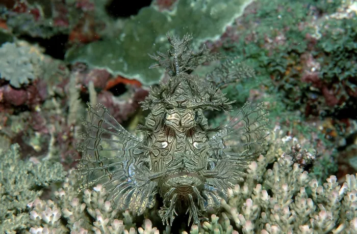 Framed Print : Merlet's Scorpionfish (Pisces) (Rhinopias aphanes) Framed Print : Merlet's Scorpionfish (Pisces) (Rhinopias aphanes)