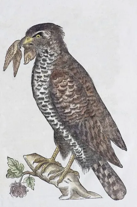 Framed Print : Merlin (Falco columbarius)