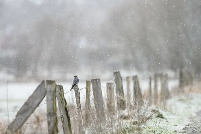 Framed Print : A Merlin (Falco columbarius) sitting on a snow-covered fence in a cold winter landscape