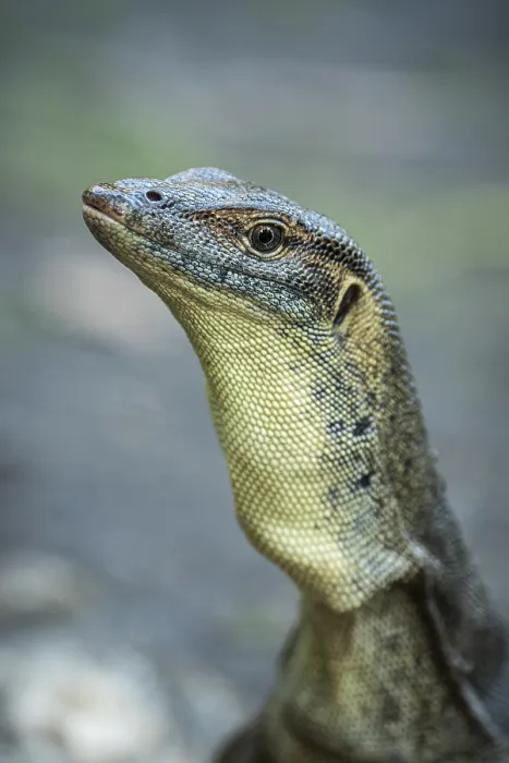 Framed Print : Mertens monitor lizard (Varanus mertensi) Framed Print : Mertens monitor lizard (Varanus mertensi)