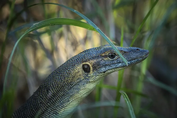 Framed Print : Mertens monitor lizard (Varanus mertensi)