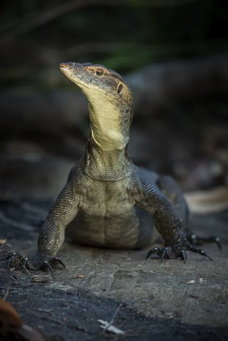 Framed Print : Mertens monitor lizard (Varanus mertensi)