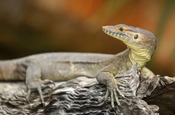 Framed Print : Merten's Water Monitor Lizard (Varanus mertensi)