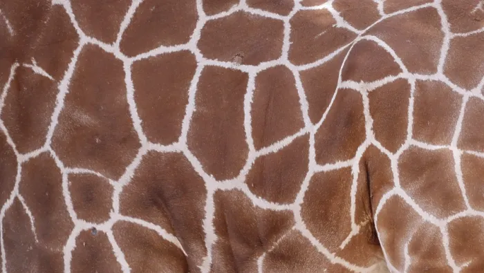 Framed Print : Mesh pattern of the fur of a giraffe (Giraffa spec) Framed Print : Mesh pattern of the fur of a giraffe (Giraffa spec)