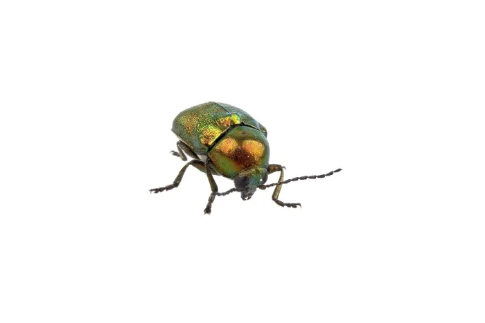 Framed Print : Metal green bug isolated on a white background