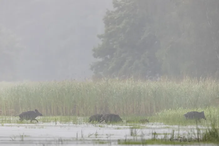 Framed Print : A few metres in front of reaching the reed belt