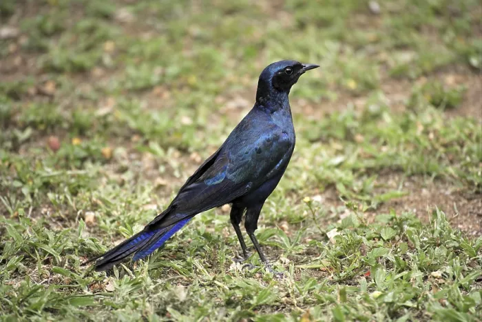 Framed Print : Meve's Long-tailed Starling (Lamprotornis mevesii)