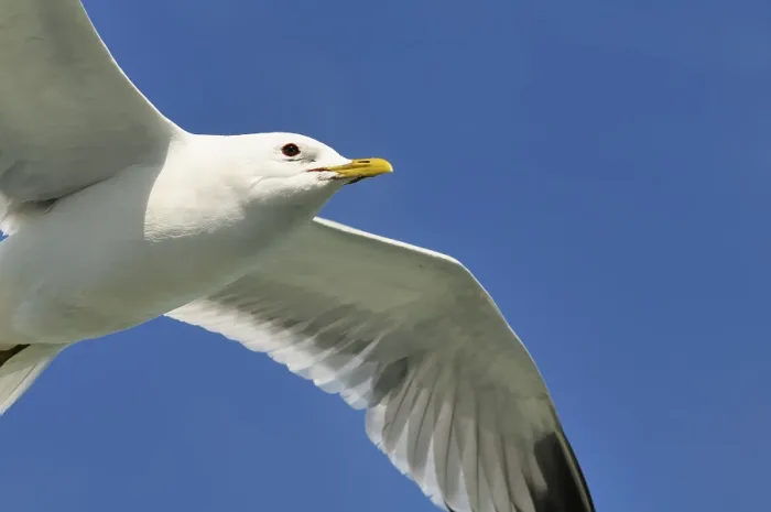 Framed Print : Mew Gull (larus canus) Framed Print : Mew Gull (larus canus)