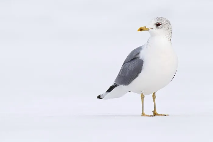 Framed Print : Mew Gull (Larus canus), Berlin, Germany, Europe