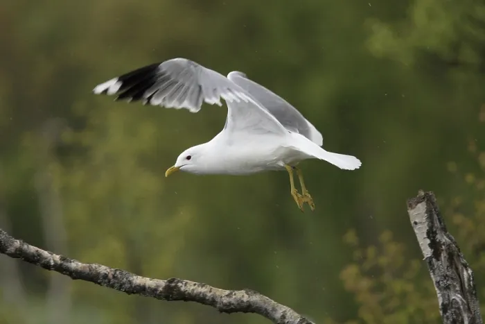 Framed Print : Mew Gull, Larus canus, Common Gull Framed Print : Mew Gull, Larus canus, Common Gull