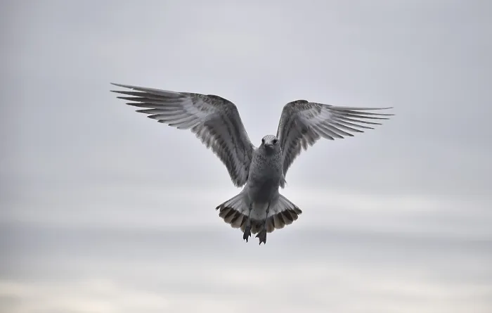 Framed Print : Mew Gull, (Larus canus) in flight in Norway