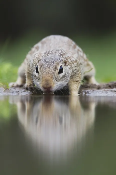 Framed Print : Mexican Ground Squirrel (Spermophilus mexicanus)