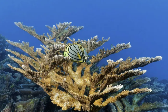 Framed Print : Meyers butterflyfish (Chaetodon meyeri) hiding in Acropora stony coral (Acropora)