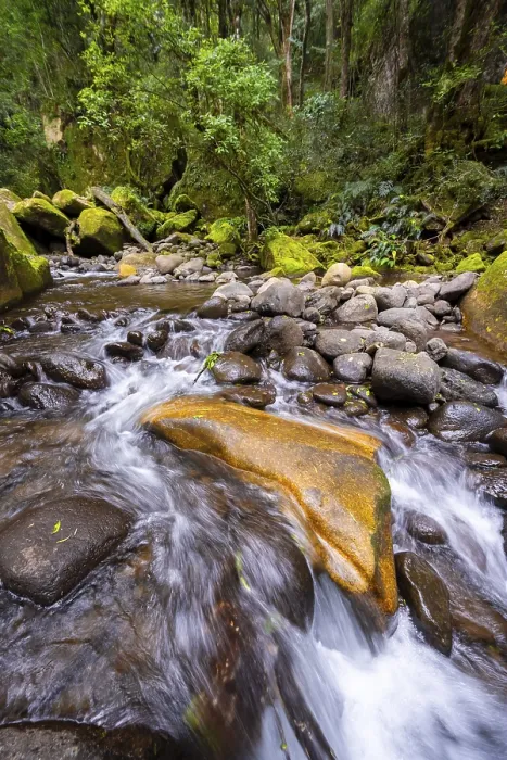 Framed Print : Mhlwazini River flows through thick forest Framed Print : Mhlwazini River flows through thick forest
