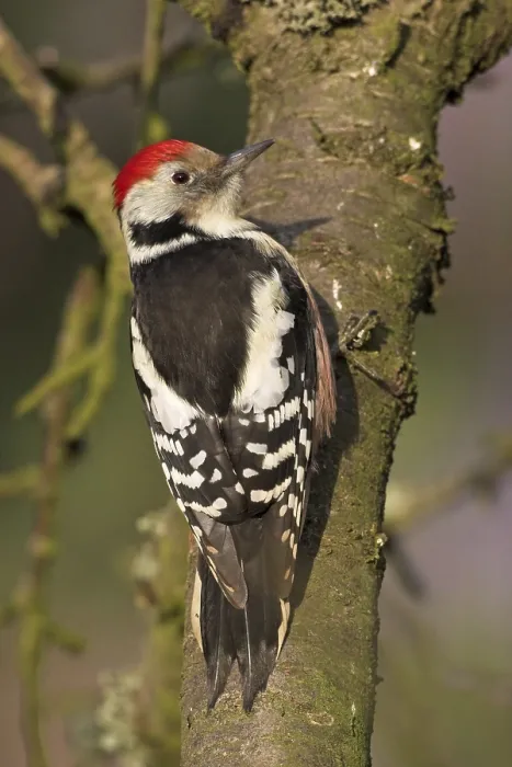 Framed Print : Middle spotted woodpecker (Dendrocopos medius)