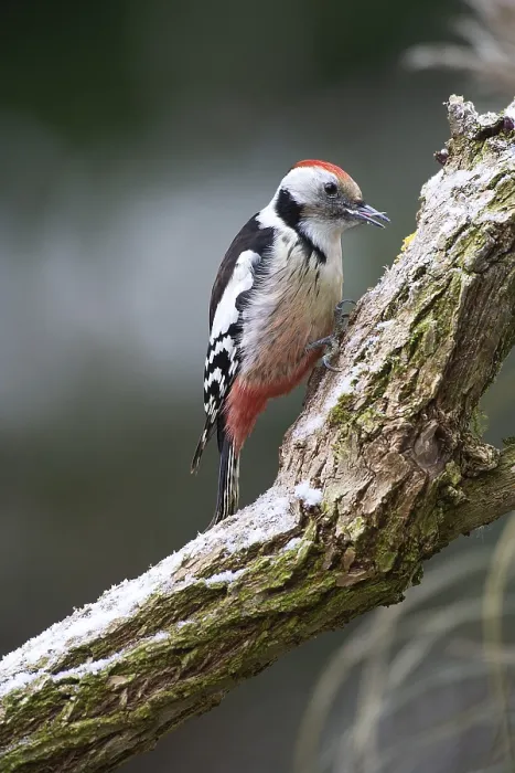 Framed Print : Middle spotted woodpecker (Dendrocopos medius) foraging on a tree trunk