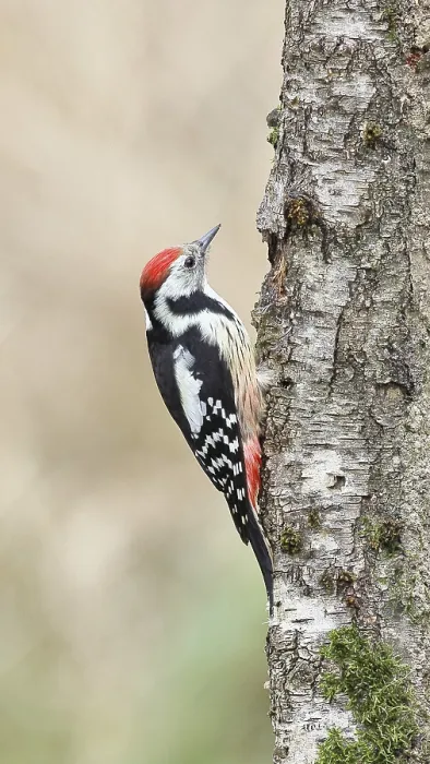 Framed Print : Middle spotted woodpecker (Dendrocopos medius) foraging on the trunk of a grey birch (Betula populifolia)