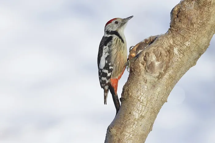 Framed Print : Middle spotted woodpecker (Dendrocopos medius) sitting on a tree trunk in front of a blue sky