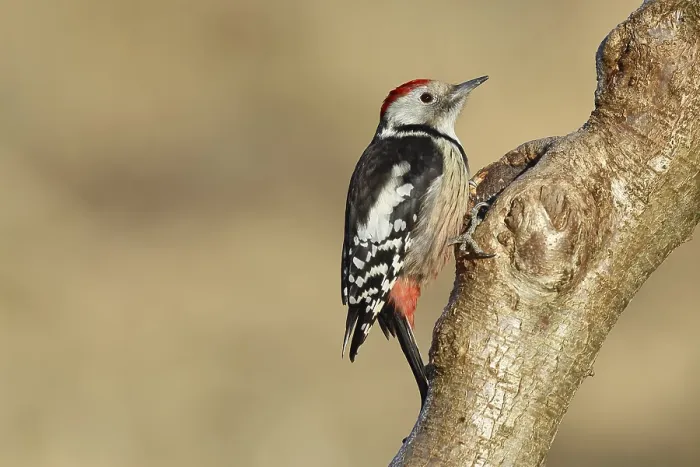 Framed Print : Middle spotted woodpecker (Dendrocopos medius) sitting at a water pot in a tree trunk
