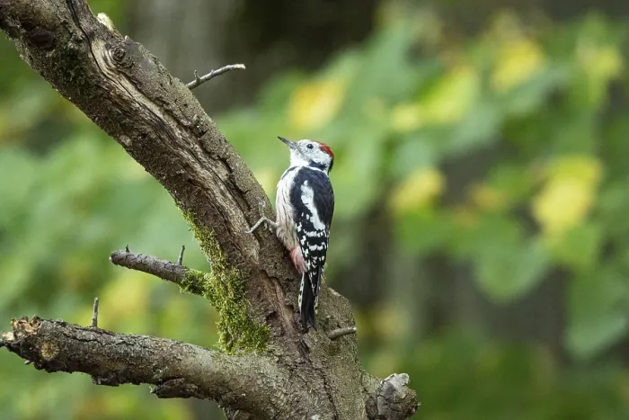 Framed Print : Middle spotted woodpecker (Dendrocopus medius) Germany