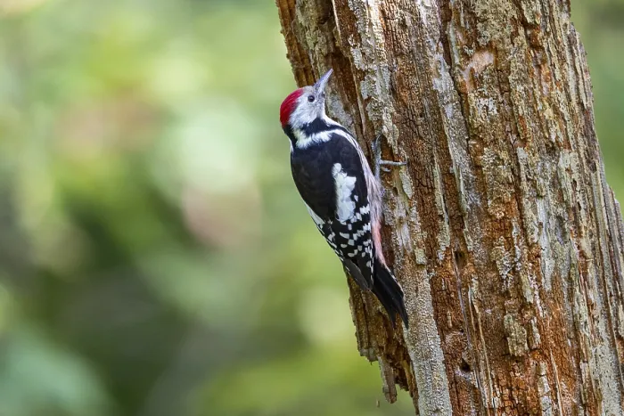 Framed Print : Middle spotted woodpecker (Dendrocopus medius) Germany
