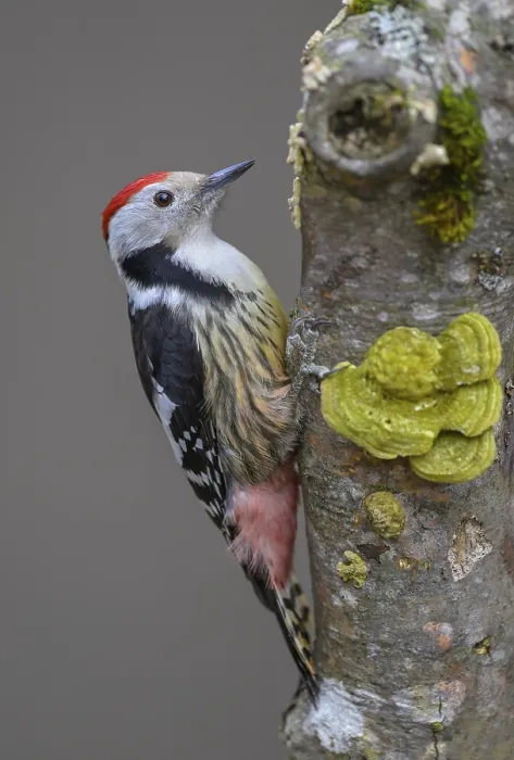 Framed Print : Middle Spotted Woodpecker (Leiopicus medius)