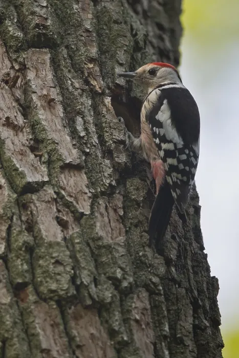 Framed Print : Middle spotted woodpecker (Leiopicus medius)