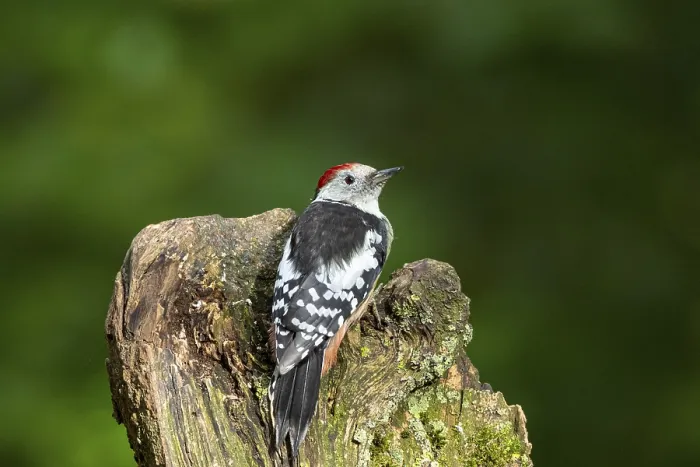 Framed Print : Middle woodpecker (Dendrocopus medius) Germany