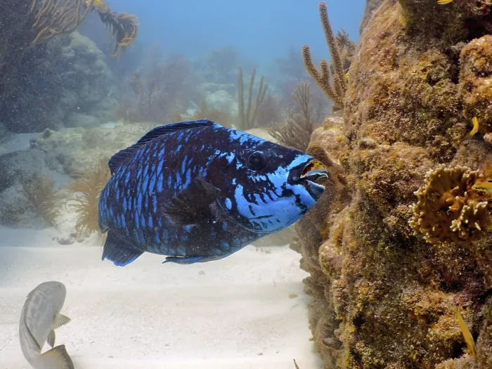 Framed Print : Midnight parrotfish (Scarus coelestinus)