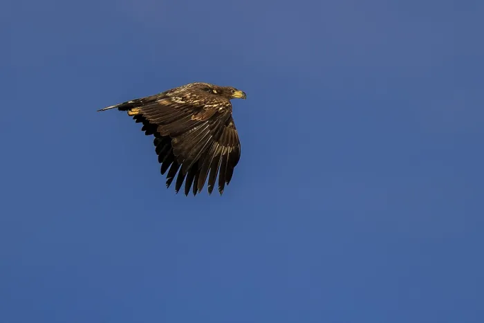 Framed Print : A mighty eagle soars quietly in the blue sky Framed Print : A mighty eagle soars quietly in the blue sky
