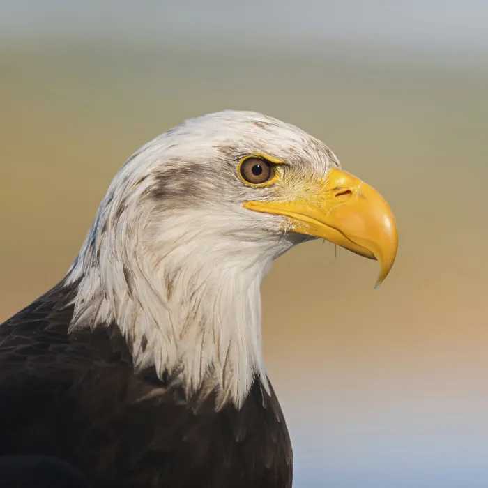 Framed Print : Mighty yellow beak... Bald eagle (Haliaeetus leucocephalus) Framed Print : Mighty yellow beak... Bald eagle (Haliaeetus leucocephalus)