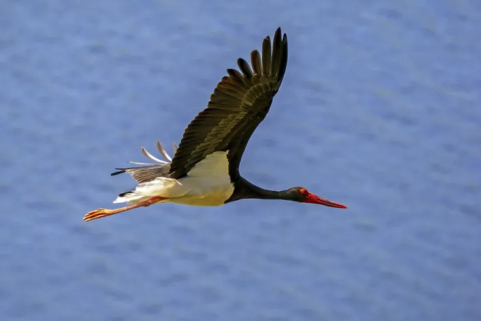 Framed Print : Migrating black stork (Ciconia nigra) flying