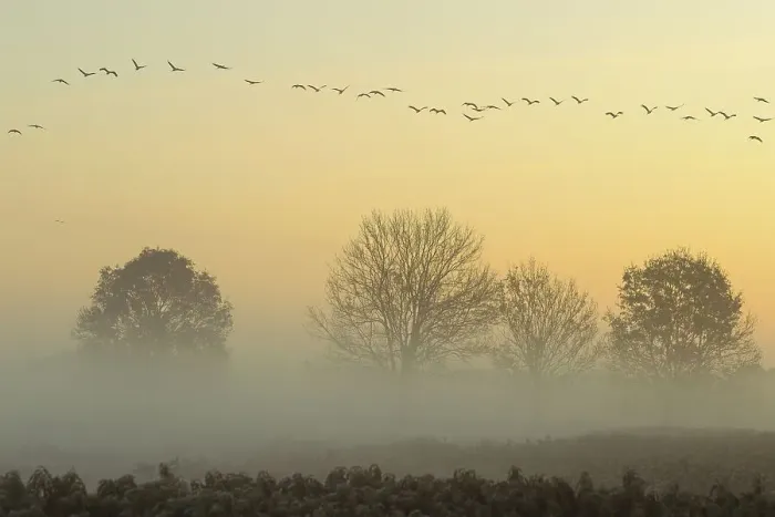 Framed Print : Migrating cranes (grus grus) in autumn over trees in misty landscape