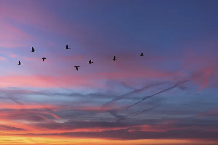 Framed Print : Migrating cranes (wildebeest) in the red evening sky over the Baltic Sea