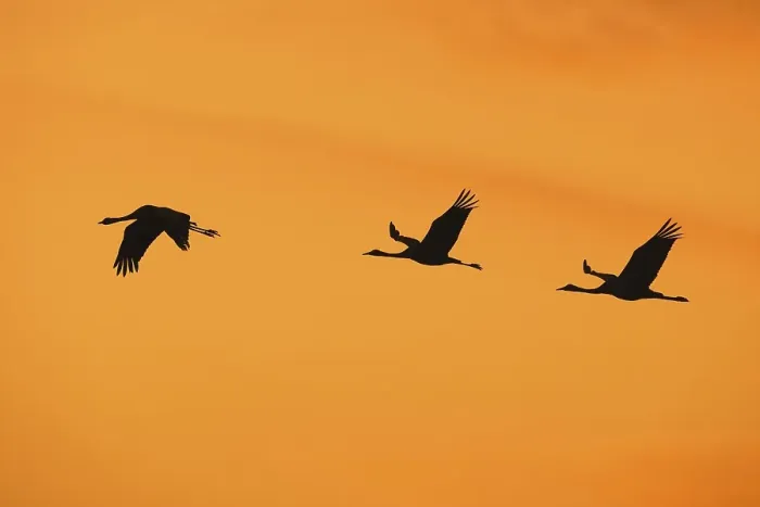 Framed Print : Migrating flock of common cranes