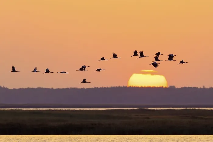 Framed Print : Migrating flock of common cranes
