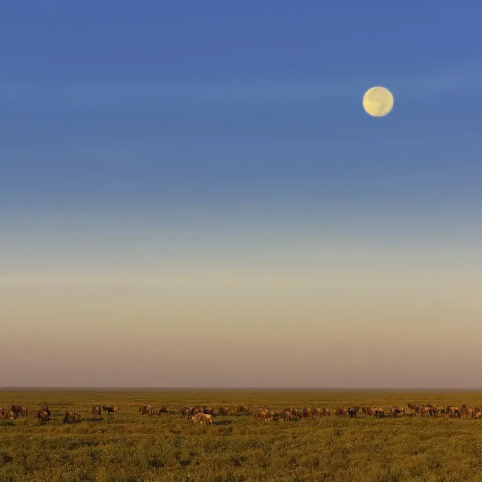 Framed Print : Migrating herd of Blue Wildebeest (Connochaetes taurinus) during the full moon in the savannah