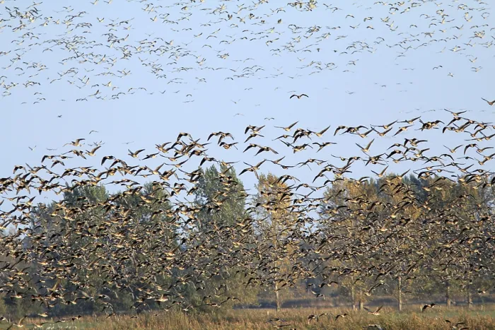Framed Print : Migration of white-fronted geese and cranes in Havelluch