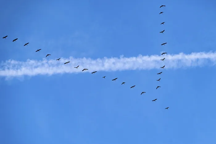 Framed Print : Migratory birds, cranes, grus grus Framed Print : Migratory birds, cranes, grus grus