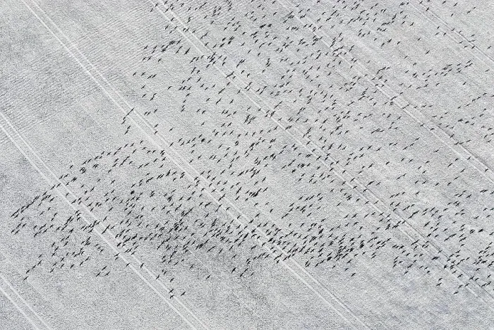 Framed Print : Migratory birds, flock of birds flying over snow-covered field Framed Print : Migratory birds, flock of birds flying over snow-covered field