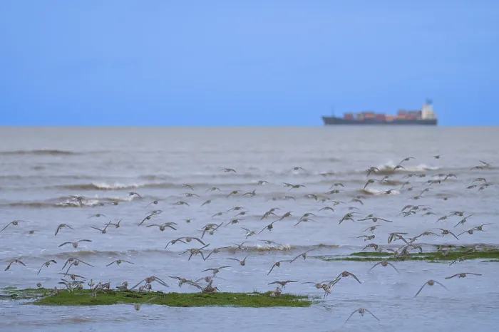 Framed Print : Migratory birds in a flock flying over the sea