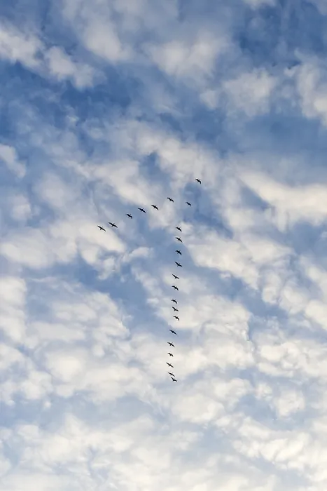 Framed Print : Migratory birds flying in V-formation in a slightly cloudy sky Framed Print : Migratory birds flying in V-formation in a slightly cloudy sky