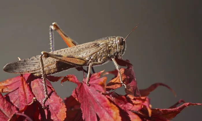Framed Print : Migratory locust