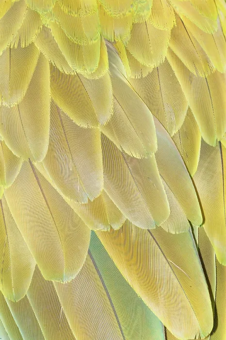 Framed Print : Military macaw (Ara militaris) feathers
