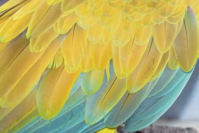Framed Print : Military macaw (Ara militaris) feathers