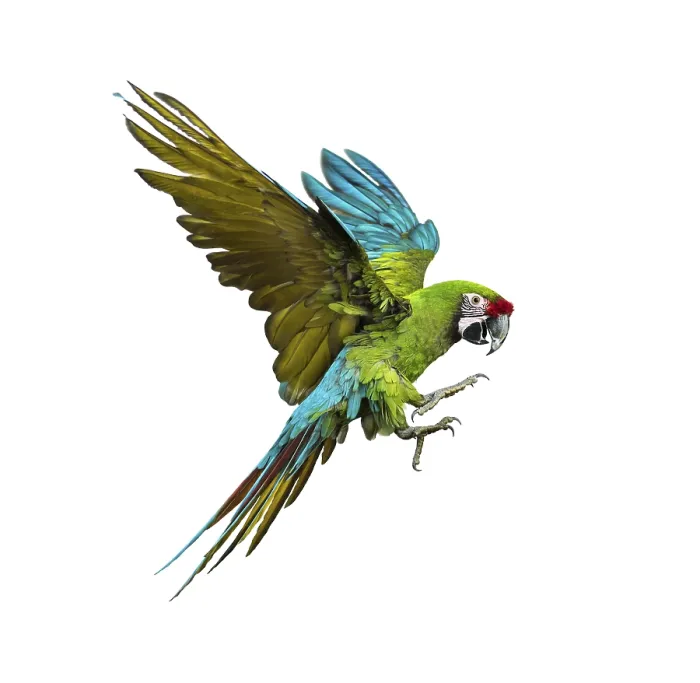 Framed Print : Military macaw, Ara militaris, flying